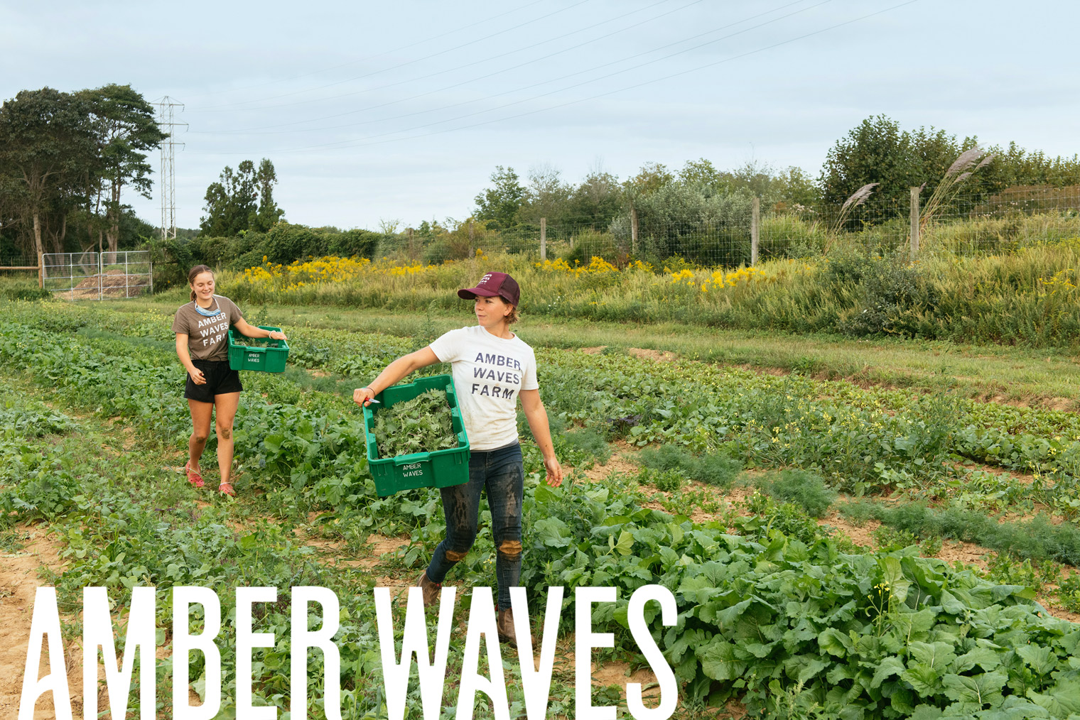 MAAM-Amber-Waves-farm